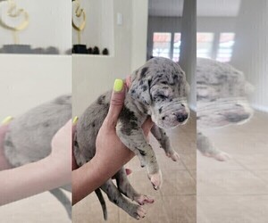 Great Dane Puppy for Sale in FORNEY, Texas USA