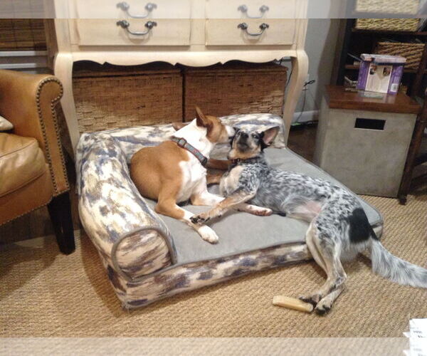 Medium Photo #21 Australian Kelpie-Basenji Mix Puppy For Sale in Houston, TX, USA