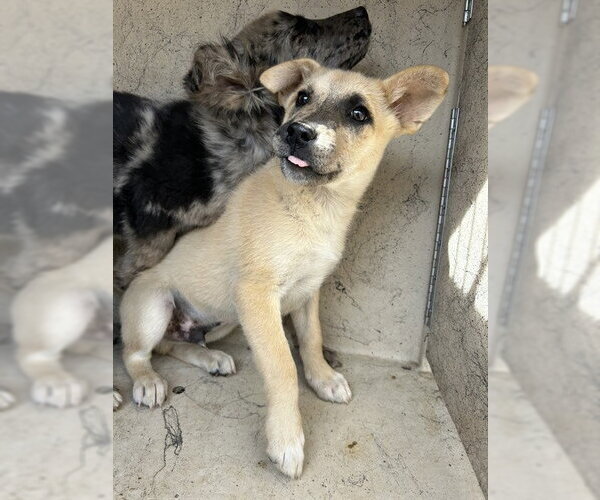 Medium Photo #1 Catahoula Leopard Dog-Unknown Mix Puppy For Sale in Oklahoma City, OK, USA