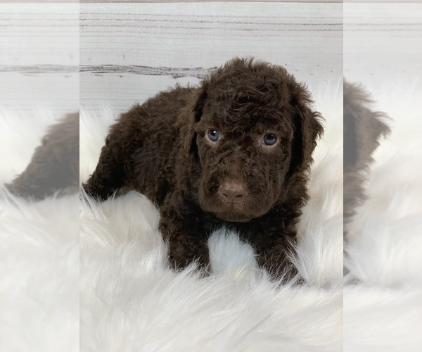Medium Photo #1 Goldendoodle Puppy For Sale in ANDERSON, CA, USA
