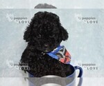 Small #10 Poodle (Toy)