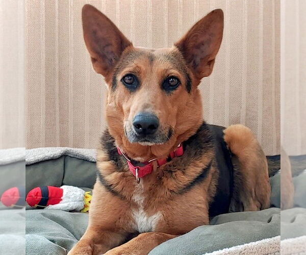 Medium Photo #25 Mutt Puppy For Sale in Canton, CT, USA