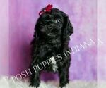 Small #1 Cavapoo (Miniature)