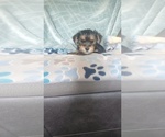 Small #1 Yorkshire Terrier