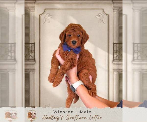 Medium Photo #1 Goldendoodle (Miniature) Puppy For Sale in NORCROSS, GA, USA