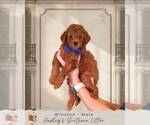 Puppy 1 Goldendoodle (Miniature)