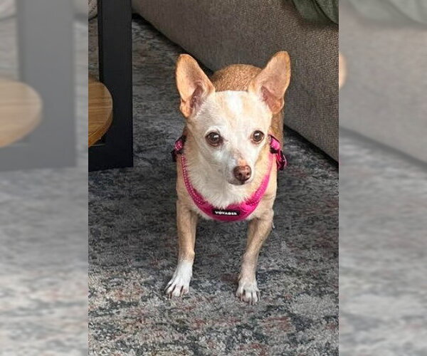 Medium Photo #2 Chihuahua-Unknown Mix Puppy For Sale in San Diego, CA, USA
