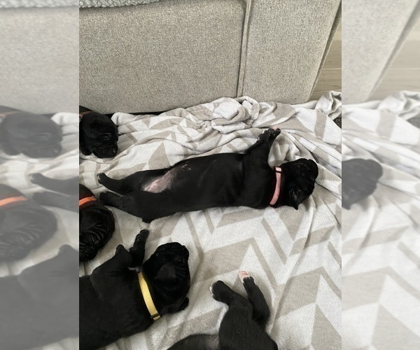 Medium Photo #10 Cane Corso Puppy For Sale in HORACE, ND, USA