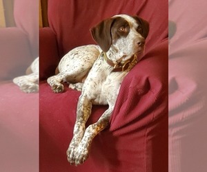 Mother of the German Shorthaired Pointer puppies born on 12/13/2023