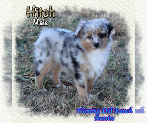 Miniature Australian Shepherd Puppy for sale in FORESTBURG, TX, USA