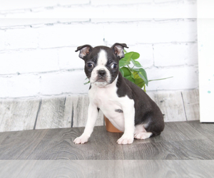 Boston Terrier Puppy for sale in RED LION, PA, USA