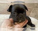 Small #7 American Bullnese