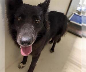 Border Collie-Unknown Mix Dogs for adoption in Bakersfield, CA, USA