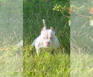 Mother of the American Bully puppies born on 06/08/2022