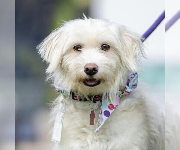 Medium Photo #11 Cockapoo (Miniature) Puppy For Sale in San Diego, CA, USA