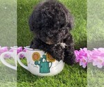 Small #6 Poodle (Toy)