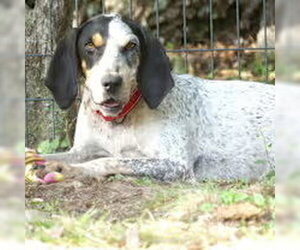 Dulcie-sponsored! - Female Coonhound-Unknown Mix Dog for Adoption - Photo #4