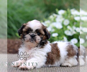 Shih Tzu Puppy for sale in GORDONVILLE, PA, USA