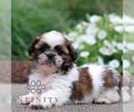 Small Shih Tzu