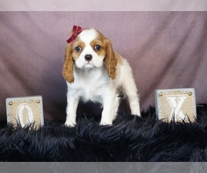 Cavalier King Charles Spaniel Puppy for sale in WARSAW, IN, USA