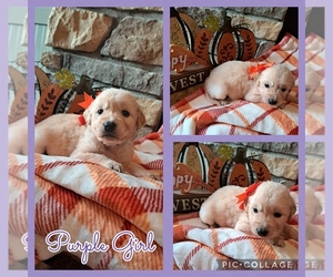 Medium Golden Retriever