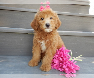 Goldendoodle (Miniature) Puppy for sale in MILLERSBURG, OH, USA