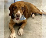 Small #1 Bagle Hound
