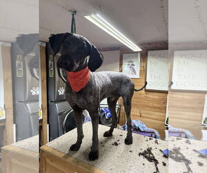 Labradoodle Dogs for adoption in Westwood, NJ, USA
