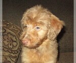 Small Photo #4 Aussie-Poo Puppy For Sale in LINCOLN, AL, USA