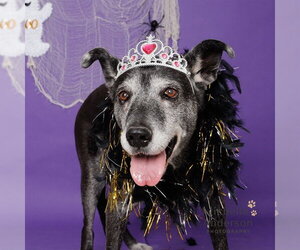 German Shepherd Dog-Unknown Mix Dogs for adoption in Corona, CA, USA