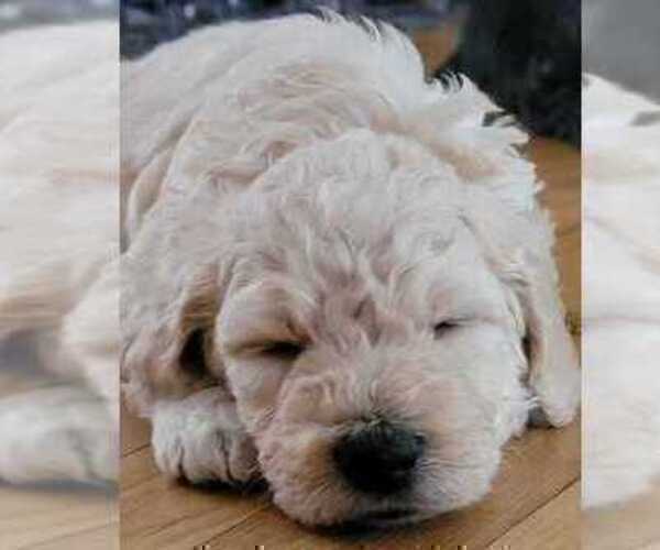 Medium Photo #6 Goldendoodle Puppy For Sale in CHARLESTON, SC, USA