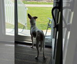Small #1 Jack Russell Terrier Mix