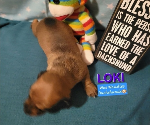 Medium Photo #5 Dachshund Puppy For Sale in WALLACE, CA, USA