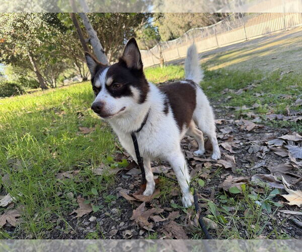 Medium Photo #8 Chihuahua-Unknown Mix Puppy For Sale in Studio City, CA, USA