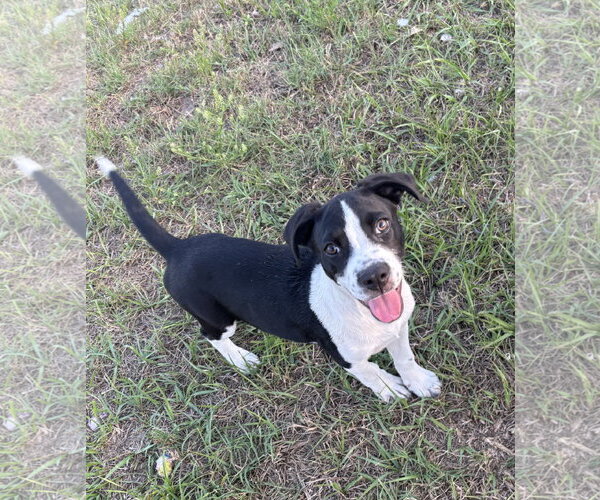 Medium Photo #1 Labrador Retriever-Unknown Mix Puppy For Sale in Sanford, FL, USA