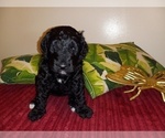 Small Photo #5 Goldendoodle (Miniature) Puppy For Sale in SUNNYVALE, CA, USA