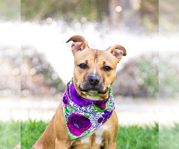 Medium Photo #3 Mutt Puppy For Sale in Unionville, PA, USA