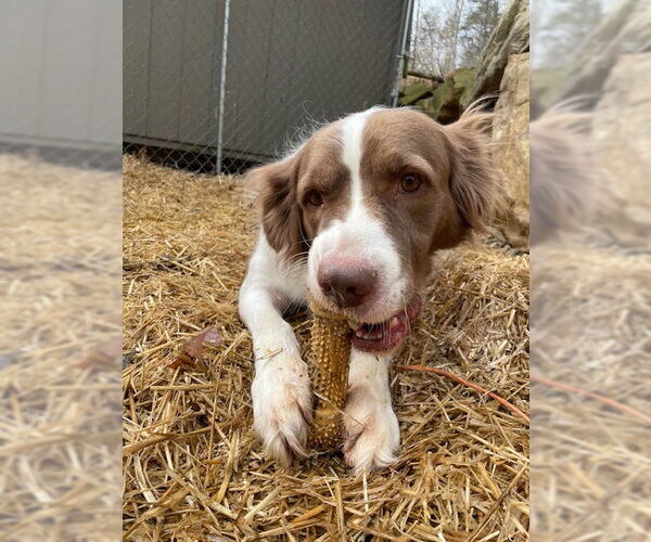 Medium Photo #4 Brittany-Collie Mix Puppy For Sale in Curwensville, PA, USA