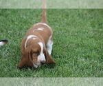 Puppy JAN Basset Hound