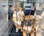 Small Chihuahua Mix