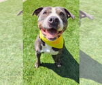 Small #1 American Staffordshire Terrier