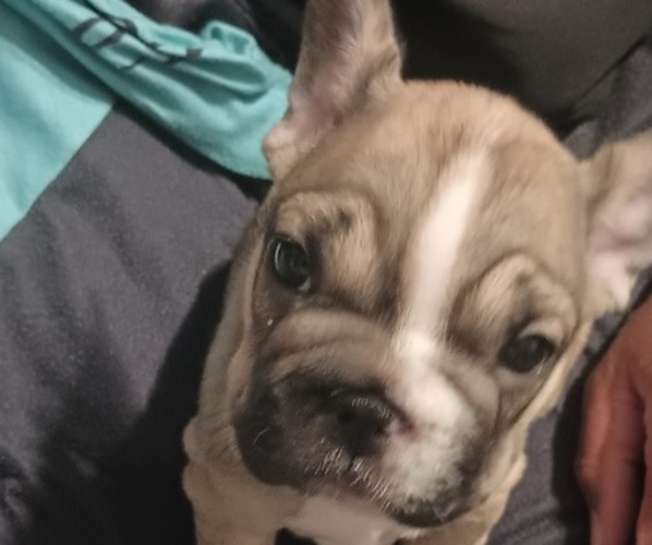 Medium Photo #2 French Bulldog Puppy For Sale in DENVER, CO, USA