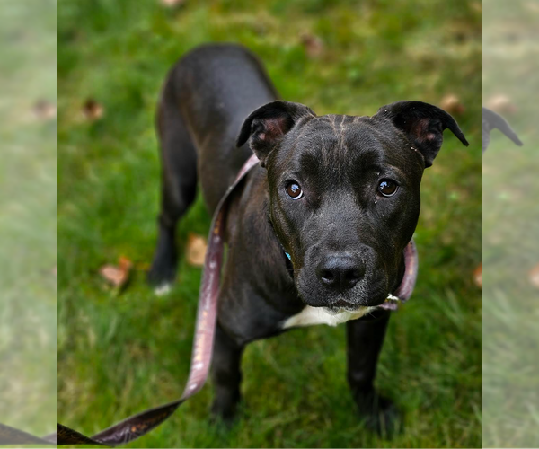 Medium Photo #1 American Pit Bull Terrier Puppy For Sale in Redmond, WA, USA