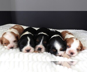 Cockalier Puppy for sale in CARLISLE, KY, USA