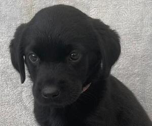 English Cream Golden Retriever-Labrador Retriever Mix Puppy for sale in BLOUNTVILLE, TN, USA
