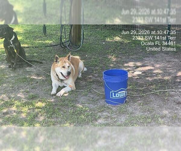 Medium Photo #1 German Shepherd Dog-Unknown Mix Puppy For Sale in Ocala, FL, USA
