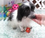 Small #4 Chiweenie-Poodle (Toy) Mix