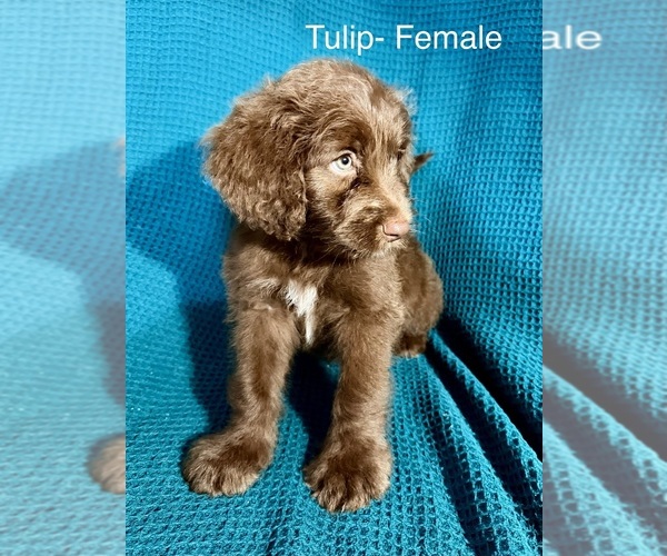 Medium Photo #19 Labradoodle-Miniature Australian Shepherd Mix Puppy For Sale in MANSFIELD, TX, USA