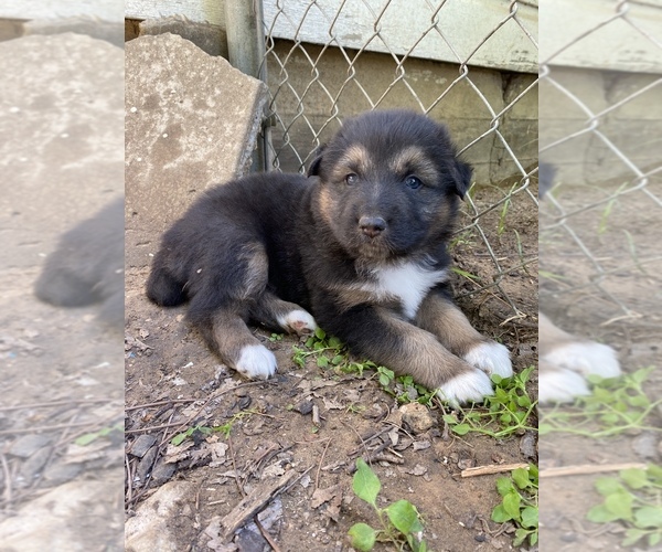 Medium Photo #2 Australian Shepherd-German Shepherd Dog Mix Puppy For Sale in GRANDVIEW, TX, USA