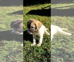 Small Photo #6 Anatolian Shepherd-Great Pyrenees Mix Puppy For Sale in FRANKLIN, GA, USA